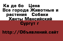 Ка де бо › Цена ­ 25 000 - Все города Животные и растения » Собаки   . Ханты-Мансийский,Сургут г.